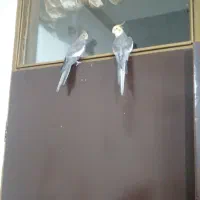 عروس‌هلندی