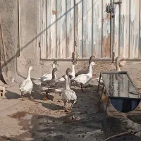 شیش عدد غاز بزرگ به فروش می‌رسد