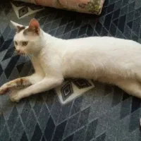 واگذاری گربه نر خانگی بسیار رام ودوست داشتنی|گربه|لنگرود, |دیوار