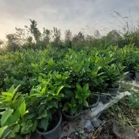 گل یاس سطل ۳|گل و گیاه طبیعی|خرمآباد (تنکابن), |دیوار