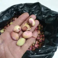 پسته اکبری واحمداقایی تازه قاطی شده مغزپر  وتازه