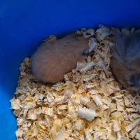 همستر بازیگوش|موش و خرگوش|فاضل آباد, |دیوار