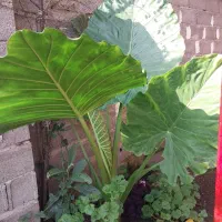 گل بابا آدم|گل و گیاه طبیعی|آستانه اشرفیه, |دیوار