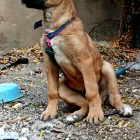 ماده سرابی معاوضه