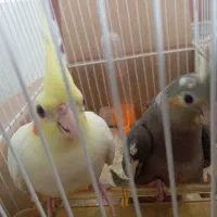 جوجه عروس هلندی