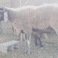 بره قوچ چینی دو رگ بهترین رنگ ونژاد|حیوانات مزرعه|شیراز, دانشکده دامپزشکی شیراز|دیوار