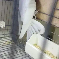 عروس هلندی آلبینو نر مست