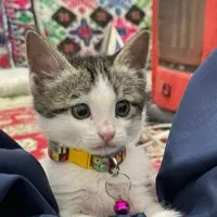 گم شده|حیوانات|زاهدان, |دیوار