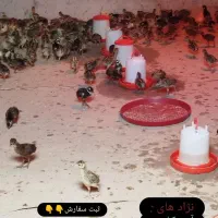 فروش انواع نژاد های قرقاول در انواع سنین|کلکسیون و سرگرمی|چمستان, |دیوار