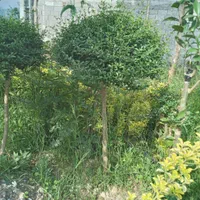 برگه مورت روتنه برگه نو