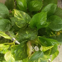 فروش به گل خونه|گل و گیاه طبیعی|گنبد کاووس, |دیوار