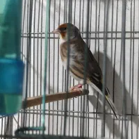 سهره قناری تعداد بالا|پرنده|رشت, دیانتی|دیوار