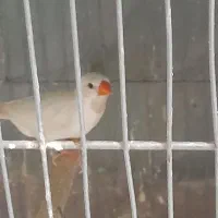 فنج گلوبرید.کینگ انگلیسی.نرگسی.کرواتی|پرنده|کرج, شاهینویلا|دیوار