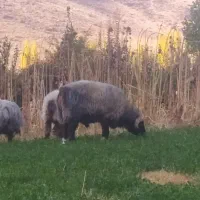 قوچ لک|حیوانات مزرعه|سپیدان, |دیوار