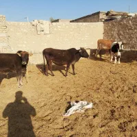 گاو گوساله نر|حیوانات مزرعه|کوهدشت, |دیوار