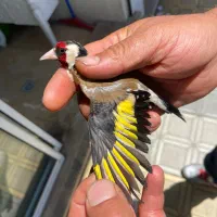 سهره پاییزه مست مست