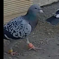 کفتر