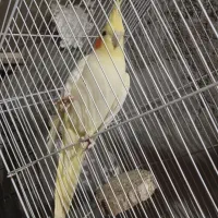 فروش دو عدد عروس هلندی لوتینو و گلباقالی|پرنده|فامنین, |دیوار