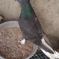 دم سفید معاوظه