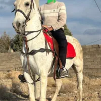 اسب مادیان درجه یک