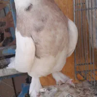 مفلق طوقی زرد خال سیاه