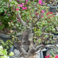 بونسای گل کاغذی و گلدان بونسای|گل و گیاه طبیعی|کرمان, |دیوار