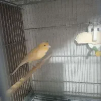 یه جفت قناری با جوجه های