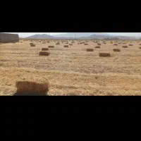 فروش کاه گندم