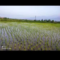 پنج هزار متر شالیزار سنتی سند تک برگ واجارگاه
