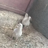 یک جفت جوجه ساده