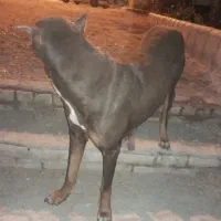 سگ دوبرمن ماده|سگ|مشهد, شترک|دیوار