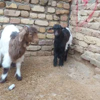 بزغاله نرو ماده