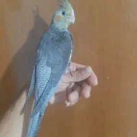 عروس هلندی دستی