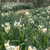 گل نرگس|گل و گیاه طبیعی|جره و بالاده, |دیوار