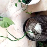 گلدان همراه برگ انجیری