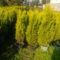 کاج سطل۱۰ ریشه پرس پیچسترون سطل۳|عمدهفروشی|چابکسر, |دیوار