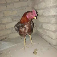 خروس لاری