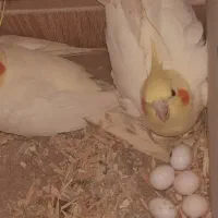 جفت عروس هلندی لوتینو با دوتا جوجه یکماهه|پرنده|شوشتر, |دیوار