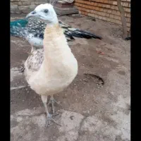 طاوس کم شده  ازادشهر