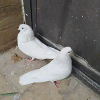 کبوتر سفید چشم زرد