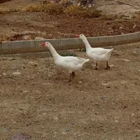 غاز نر و ماده