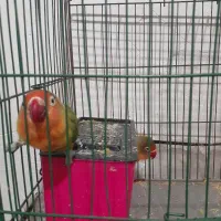 طوطی برزیلی