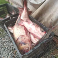 ماهی زنده کپور آمور فیت فاک|ماهی|گرگان, |دیوار