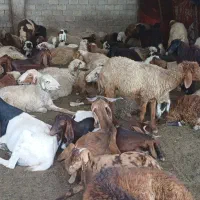 گوسفند عربی (مضاریع)