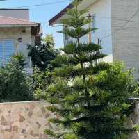 فروش فوری کاج مطبق کاملا سالم و زیبا