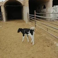 گاووگوساله|حیوانات مزرعه|مبارکه, |دیوار