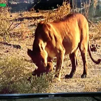 تلویزیون ۳۲.اینج سام الکتریک