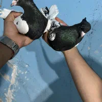 کفتر سر سیاه جوجه کشی