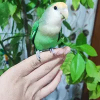 طوطی برزیلی اهلی و بازیگوش