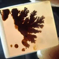 نگین شجر قائن بسیار زیبا و کم یاب